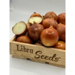 005 F1 семена раннего лука 250000 семян, Libra Seeds, Италия